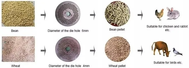 chicken food chicken food